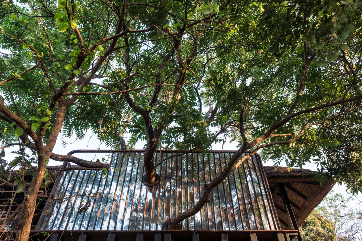 Exterior view of the tree piercing through the structure of Tree Villa by Architecture BRIO