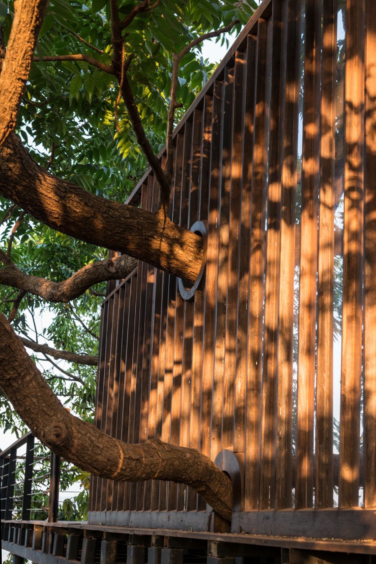Exterior View of the branches emerging from the bathroom of Tree Villa by Architecture BRIO