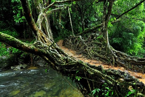 Exploring the Architectural Wonders of Living Root Bridges 