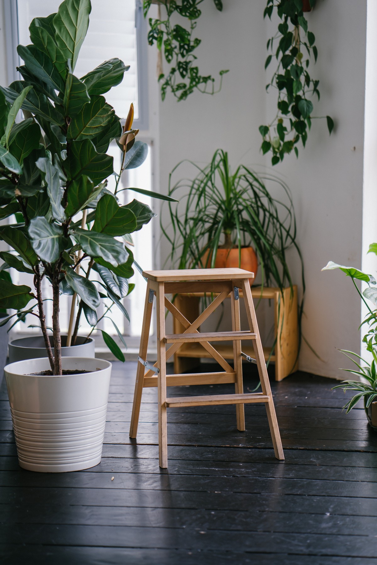 Fiddle-Leaf Fig plant